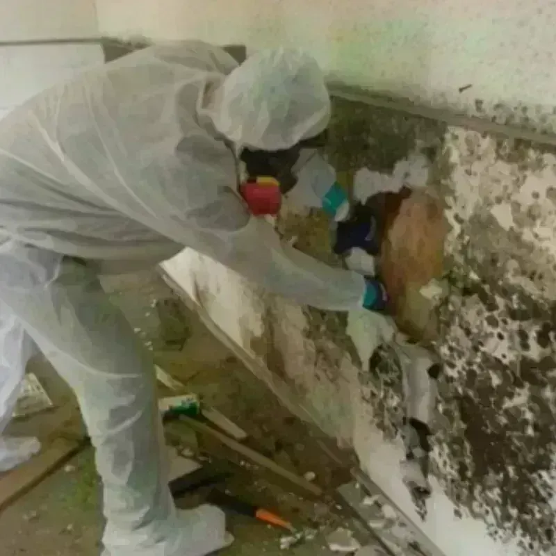 Mold Remediation and Removal in Shingle Springs, CA